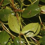 Peperomia glabella Leaf