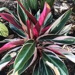 Stromanthe thalia Leaf