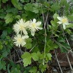 Clematis lasiantha Habit