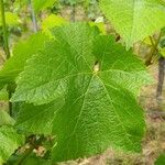 Vitis vinifera Leaf