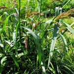 Echinochloa muricata Leaf