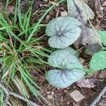 Viola hirsutula Leaf