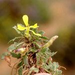 Raffenaldia primuloides Flower