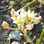 Nothoscordum gracile Květ