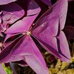 Oxalis triangularis 葉