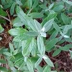 Teucrium fruticans Blatt