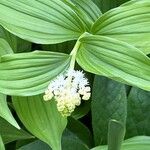 Maianthemum racemosum Flor
