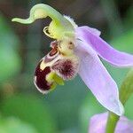 Ophrys apifera Fula