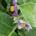 Solanum melongena Flower