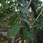 Bunchosia glandulifera Hoja