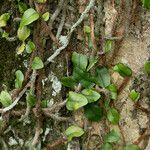Microgramma vacciniifolia 樹皮