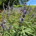 Vitex agnus-castusപുഷ്പം