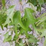 Quercus falcata Folio