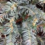 Taxus baccata Blomst