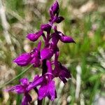 Orchis mascula 花