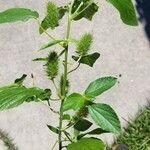 Acalypha alopecuroidea Blatt