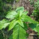 Amaranthus blitum Leaf