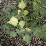 Erythrina herbacea Folio