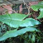 Alocasia zebrina Leaf