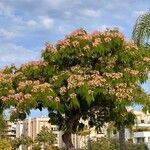 Albizia julibrissinКветка