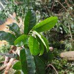 Coelocaryon preussii Hoja