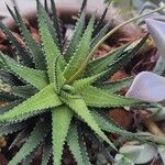 Haworthia attenuata পাতা