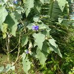 Solanum wrightii Liść