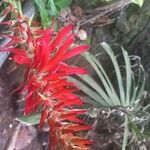 Pitcairnia bifrons Blüte