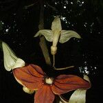 Aristolochia macrocarpa 花