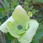 Cornus florida Blomst