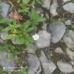 Parnassia palustrisFlor