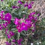 Matthiola incana പുഷ്പം