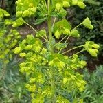 Euphorbia esula Leaf