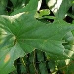 Cercestis congensis Leaf