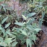 Eucalyptus citrinoides