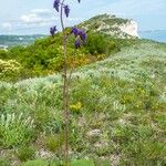 Salvia nutans Habit