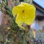 Oenothera glaziovianaBlüte