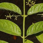 Aegiphila mollis Yaprak