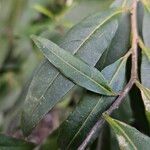 Cestrum elegans Yaprak