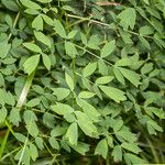 Thalictrum minus Feuille