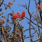 Erythrina abyssinica Flower