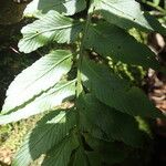 Asplenium anisophyllum Blad