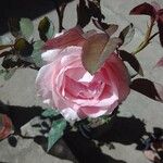 Rosa × damascena 叶