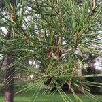 Pinus bungeana Feuille