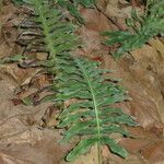 Polypodium scouleri 整株植物