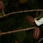 Trigonia rugosa Fruit