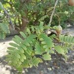 Tamarindus indica 葉