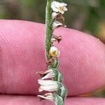 Spiranthes spiralis പുഷ്പം