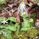 Erythronium oregonum Kukka