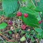 Rubus ulmifolius Fruit